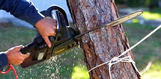 Best Tree Mulching  in Fairfield, AL