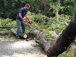 How Our Tree Care Process Works  in  Fairfield, AL