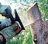 Trusted Fairfield, AL Tree Services Experts