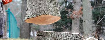 Tree and Shrub Care in Fairfield, AL