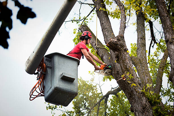 Best Palm Tree Trimming  in Fairfield, AL
