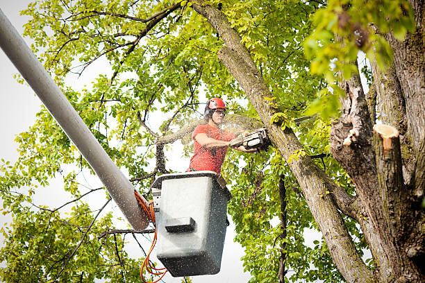Best Storm Damage Tree Cleanup  in Fairfield, AL