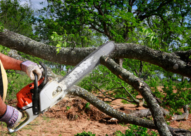 Best Storm Damage Tree Cleanup  in Fairfield, AL