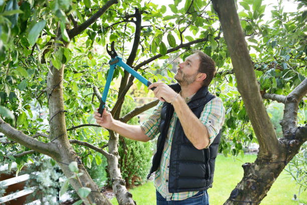 Best Root Management and Removal  in Fairfield, AL